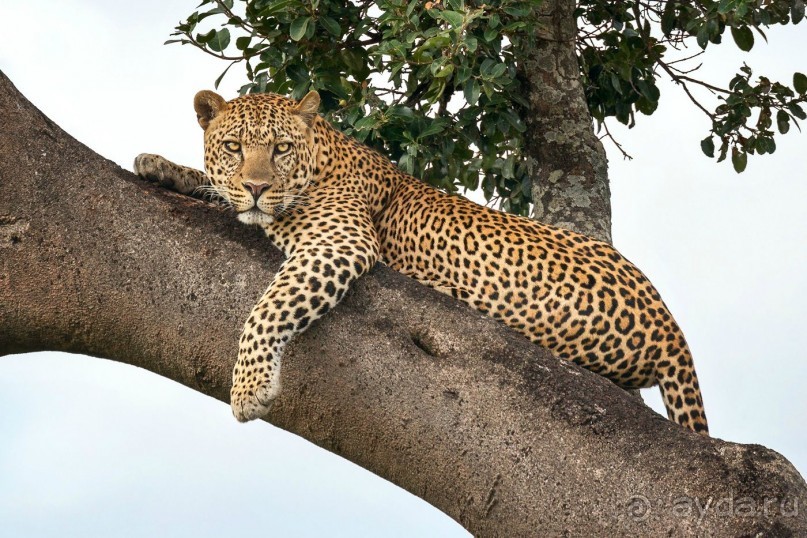 Зоопарк без клеток - Африка