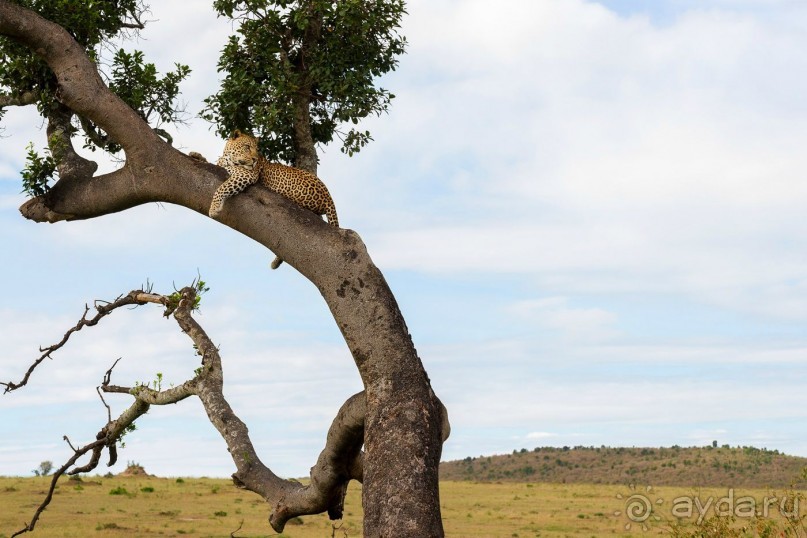 Зоопарк без клеток - Африка