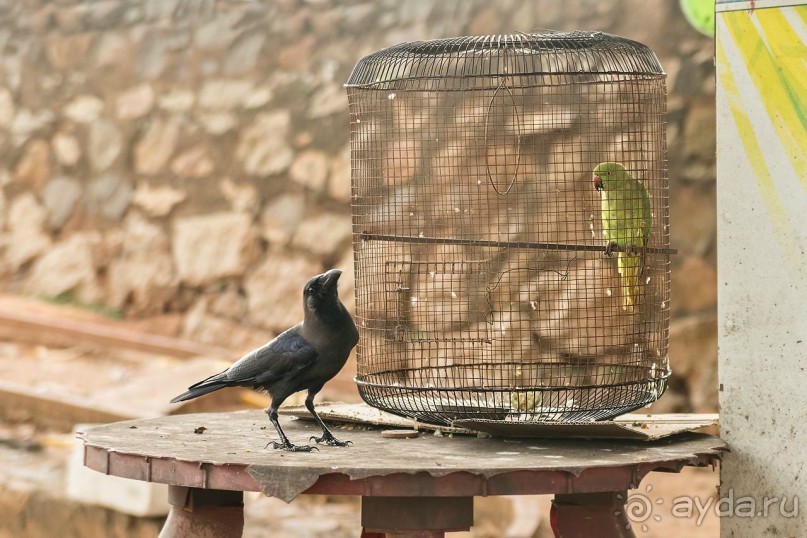 Зоопарк без клеток - Африка