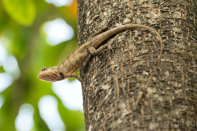 Зоопарк без клеток - Африка