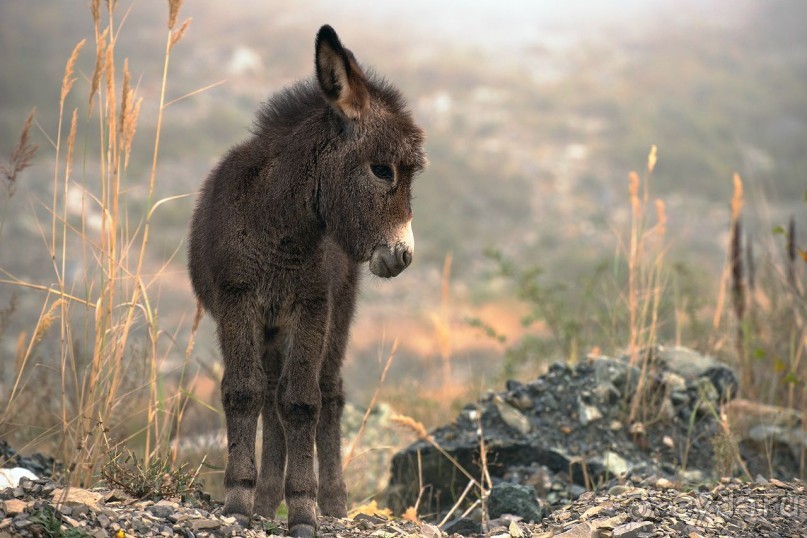 Зоопарк без клеток - Африка
