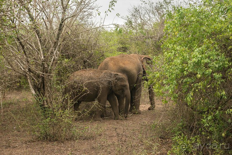Зоопарк без клеток - Африка