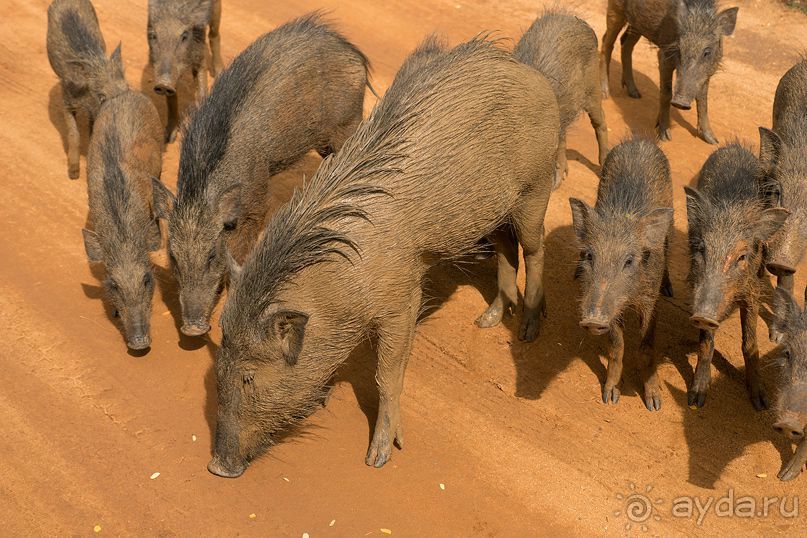 Зоопарк без клеток - Африка