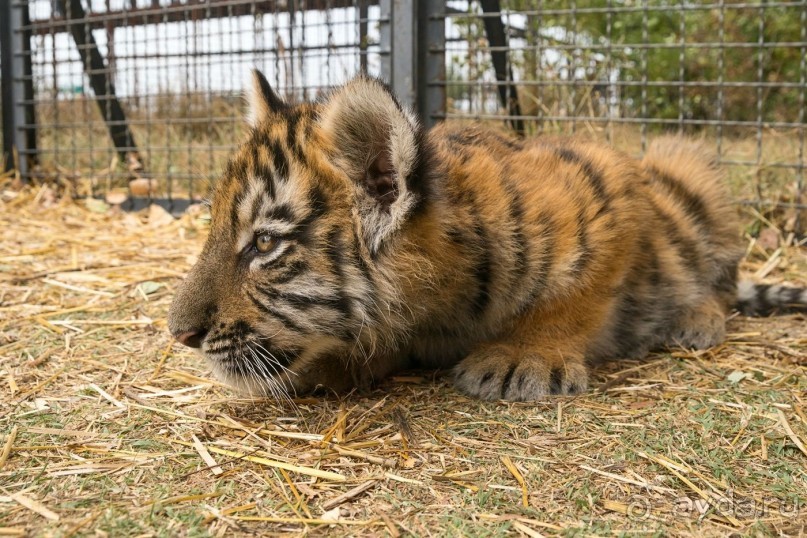 Зоопарк без клеток - Африка