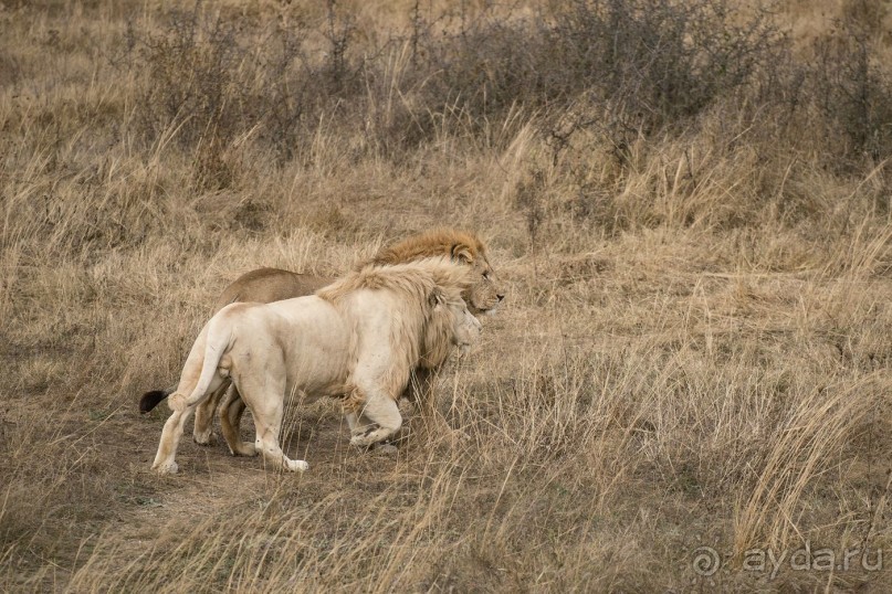 Зоопарк без клеток - Африка