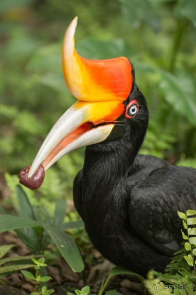 Зоопарк без клеток - Африка