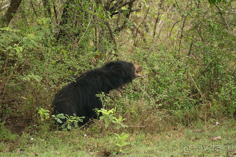 Зоопарк без клеток - Африка