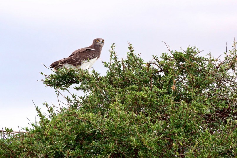 Зоопарк без клеток - Африка