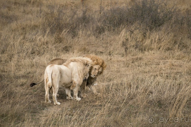 Зоопарк без клеток - Африка