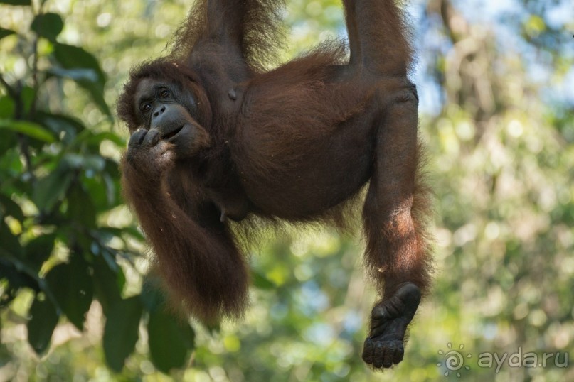 Зоопарк без клеток - Африка