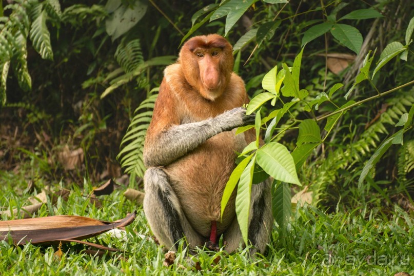 Зоопарк без клеток - Африка