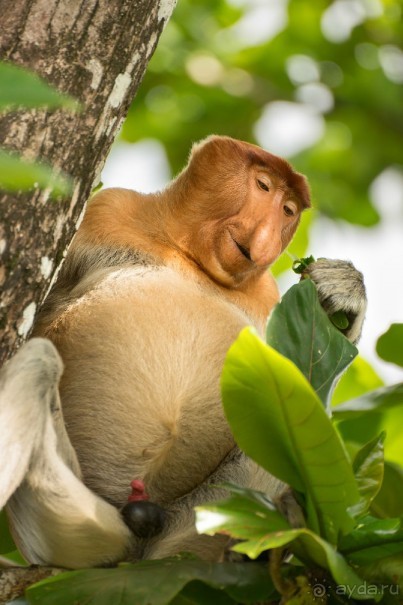 Зоопарк без клеток - Африка