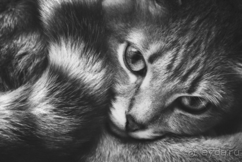 Зоопарк без клеток - Африка