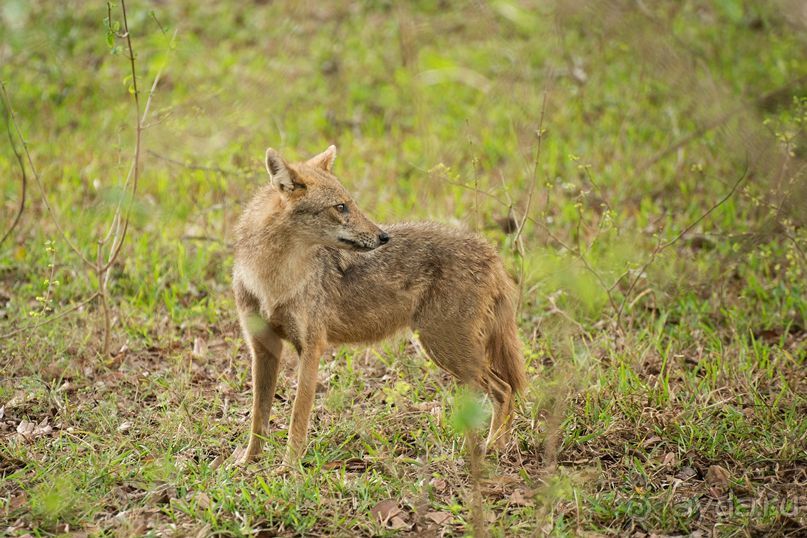Зоопарк без клеток - Африка