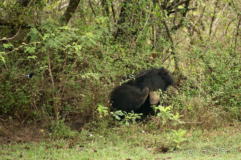 Зоопарк без клеток - Африка
