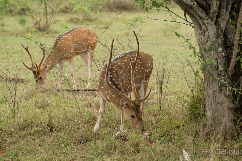 Зоопарк без клеток - Африка