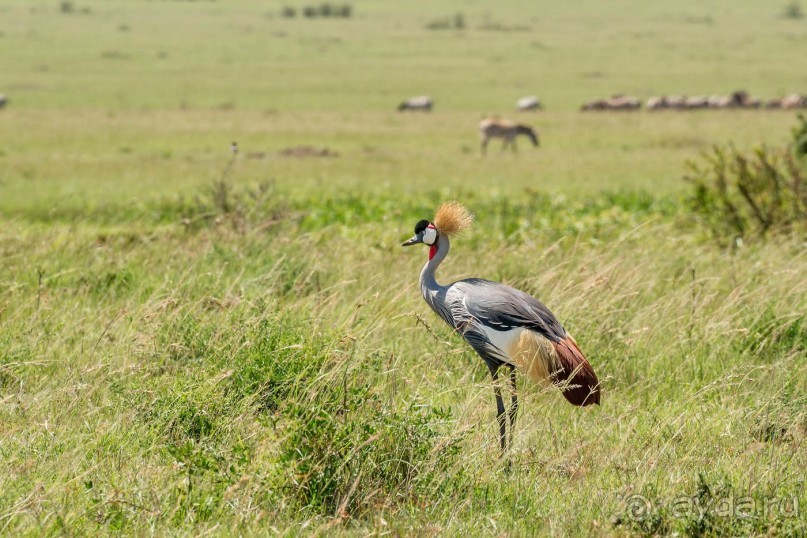 Зоопарк без клеток - Африка