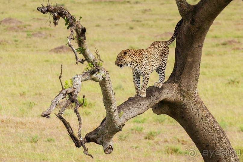 Зоопарк без клеток - Африка