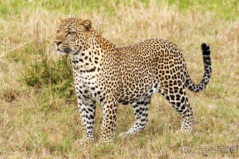 Зоопарк без клеток - Африка