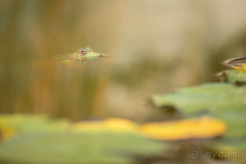 Зоопарк без клеток - Африка