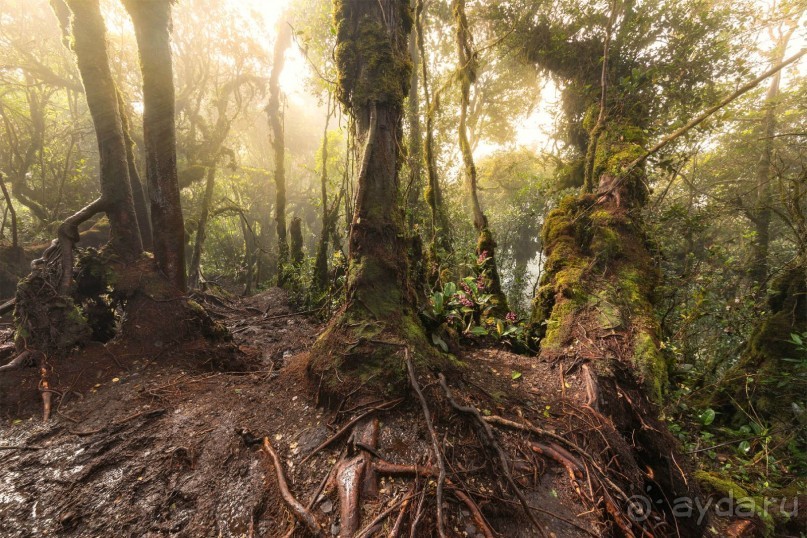 Зоопарк без клеток - Африка