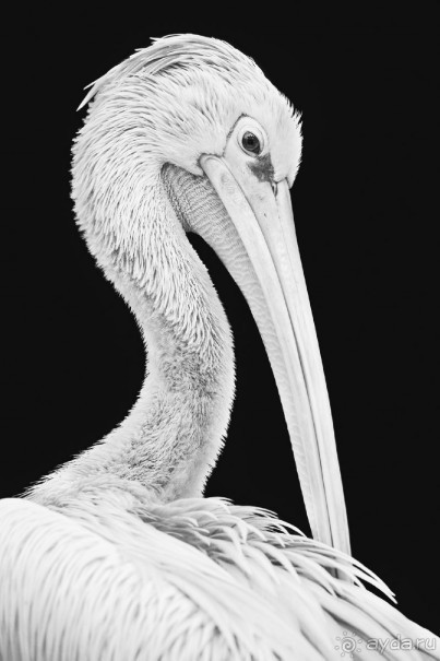 Зоопарк без клеток - Африка