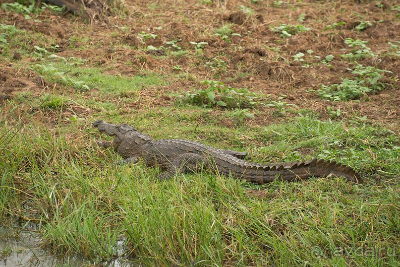 Зоопарк без клеток - Африка