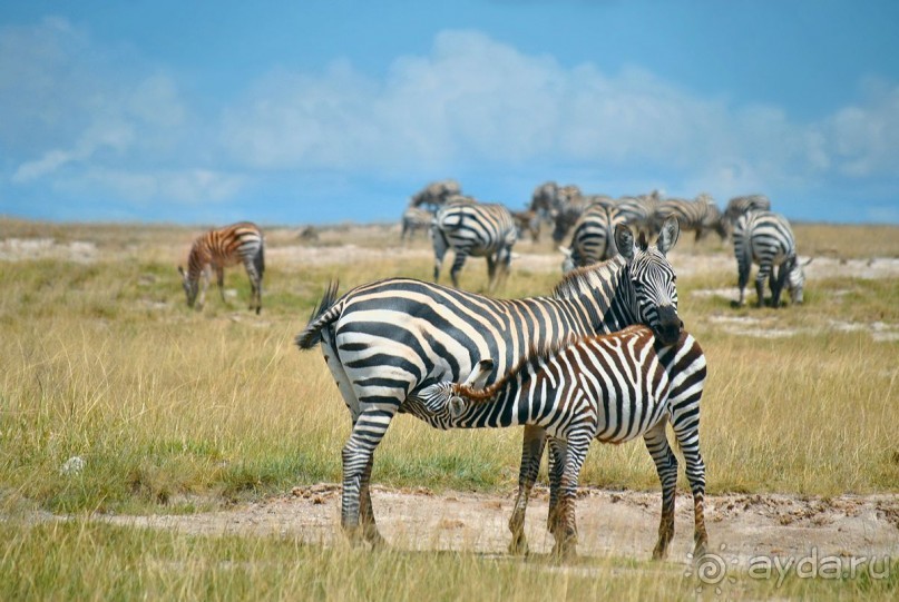Зоопарк без клеток - Африка