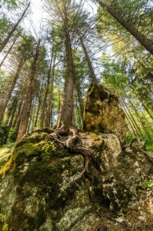 Удивительное рядом - природа Урала