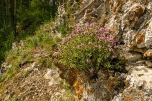 Удивительное рядом - природа Урала