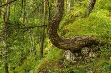 Удивительное рядом - природа Урала