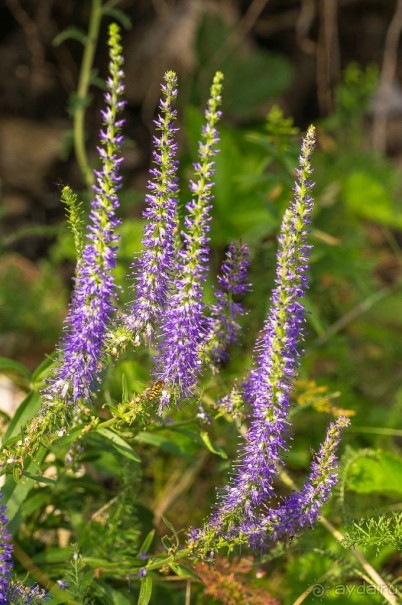 Удивительное рядом - природа Урала