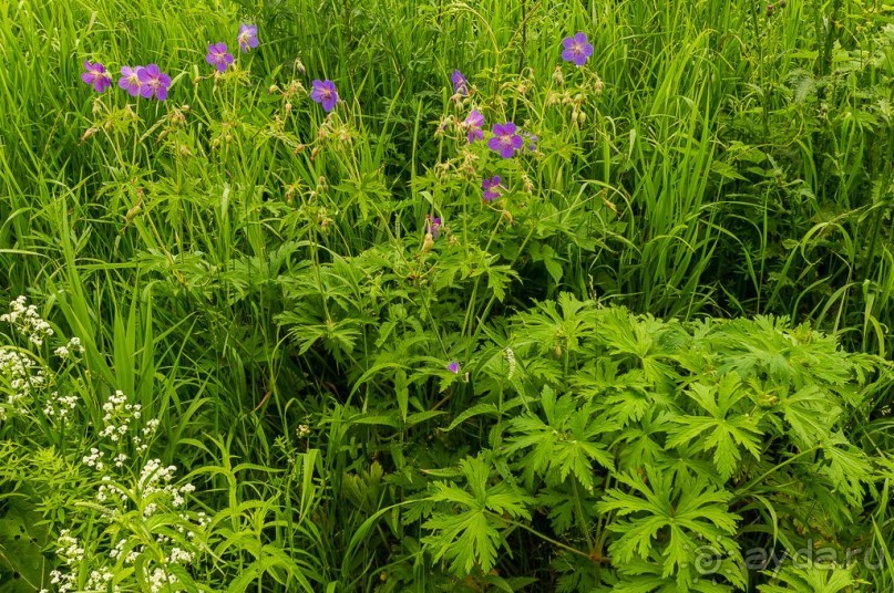 Удивительное рядом - природа Урала