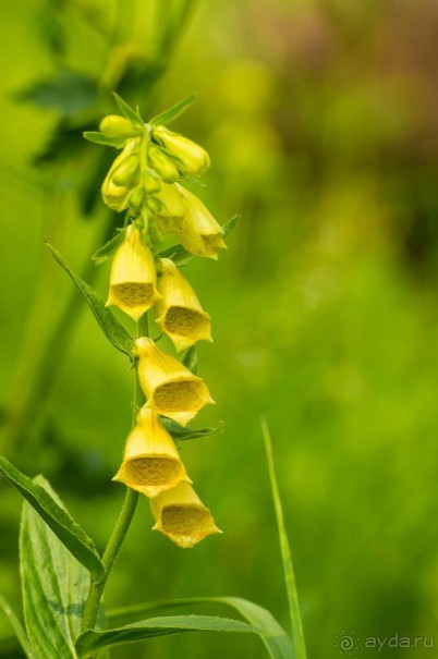 Удивительное рядом - природа Урала