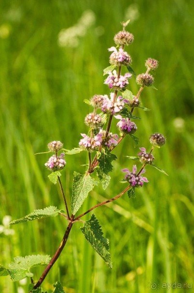 Удивительное рядом - природа Урала