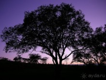 Альбом отзыва "Кения, Накуру"