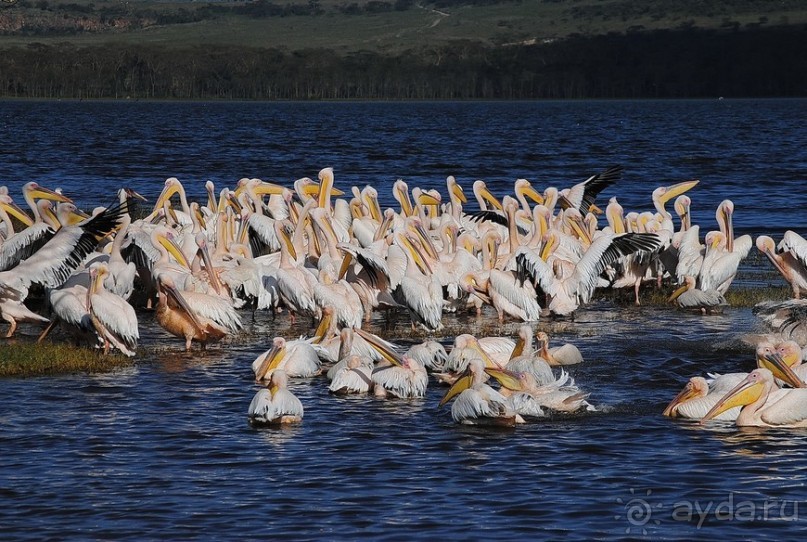 Альбом отзыва "Кения, Накуру"