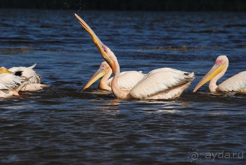 Кения, Накуру