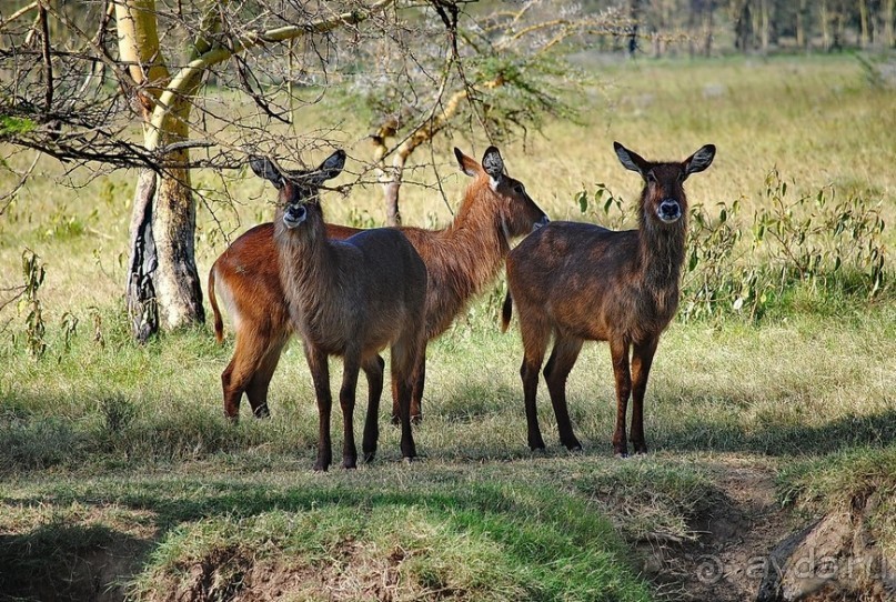 Кения, Накуру