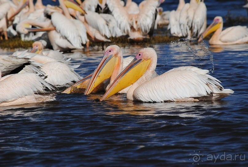 Кения, Накуру