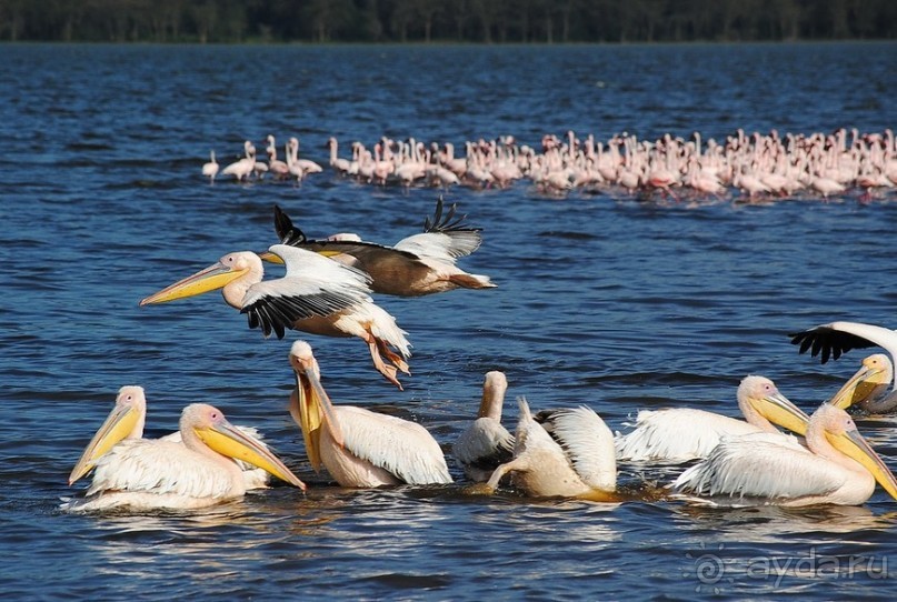 Кения, Накуру