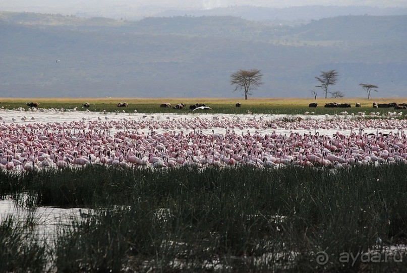 Кения, Накуру