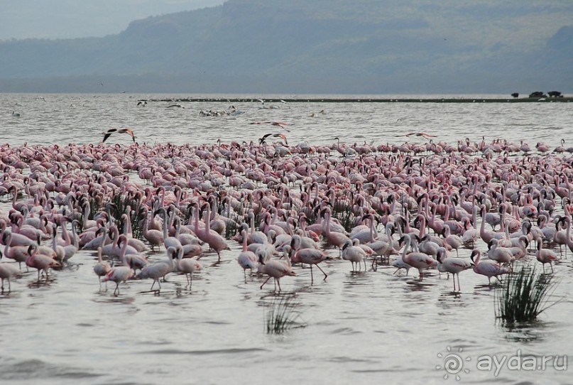 Кения, Накуру