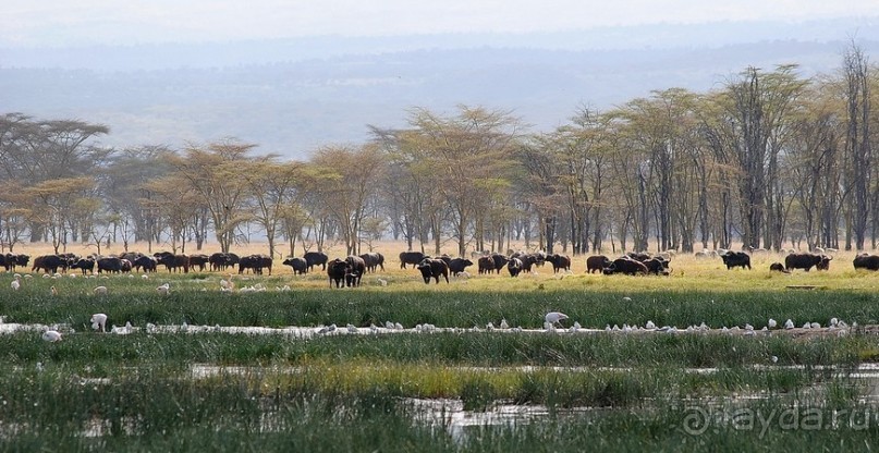 Кения, Накуру