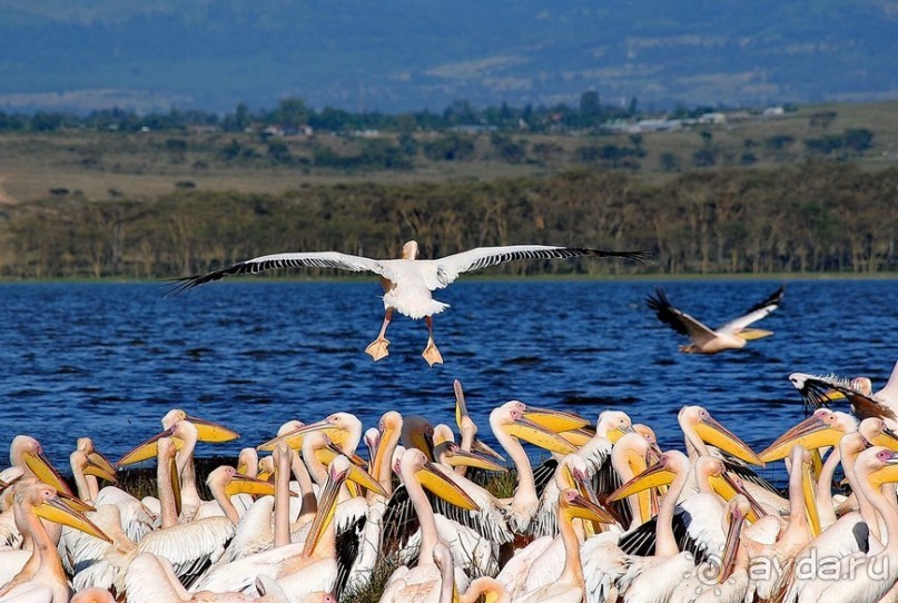 Кения, Накуру