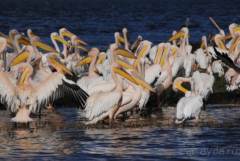 Кения, Накуру