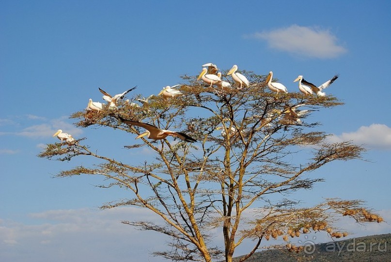 Кения, Накуру