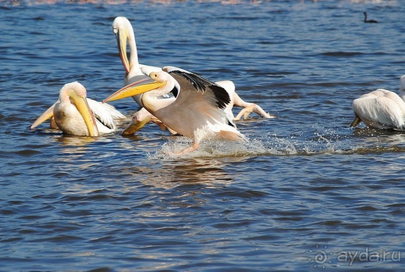 Кения, Накуру