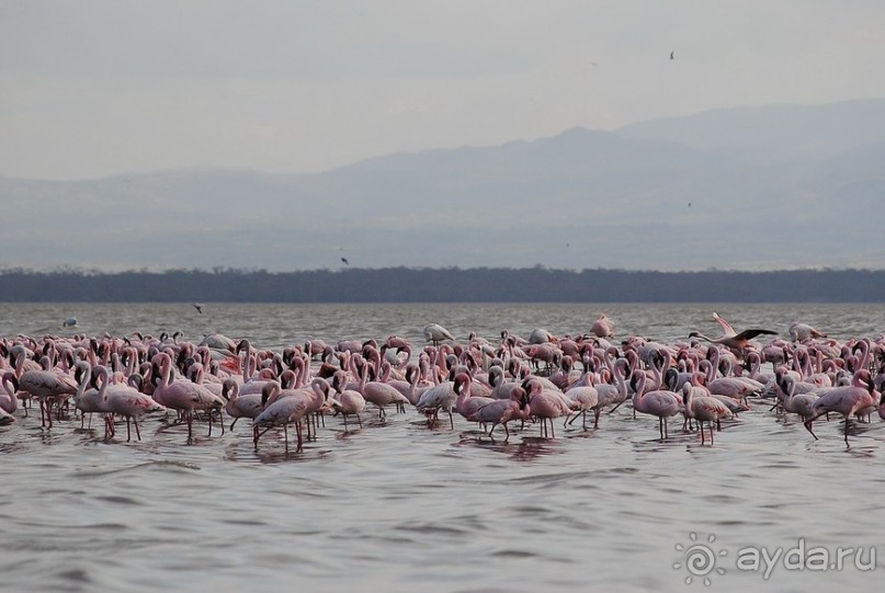 Кения, Накуру
