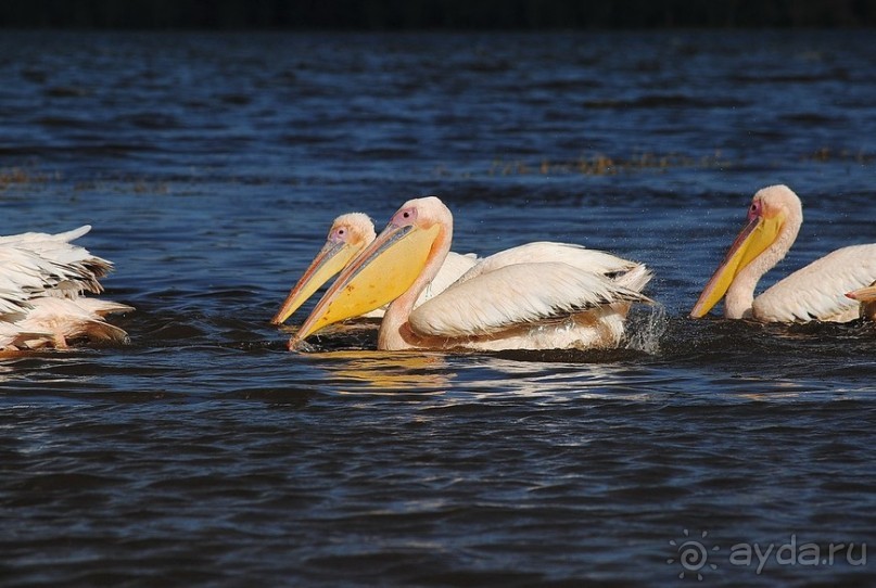 Кения, Накуру